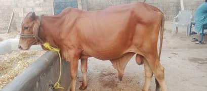 2 dant bull pair for sell