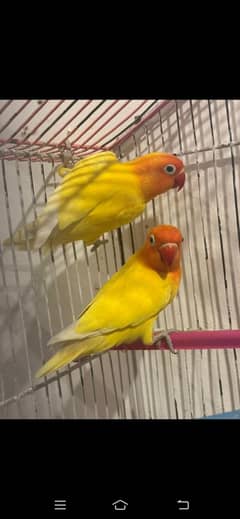 Lovebirds pairs