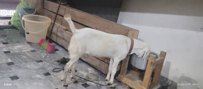 Bakra