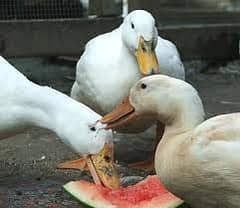 2 Ducks male