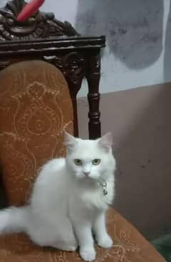 Persian cat for sale