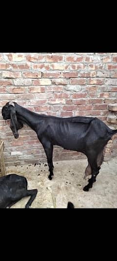 goat for sell