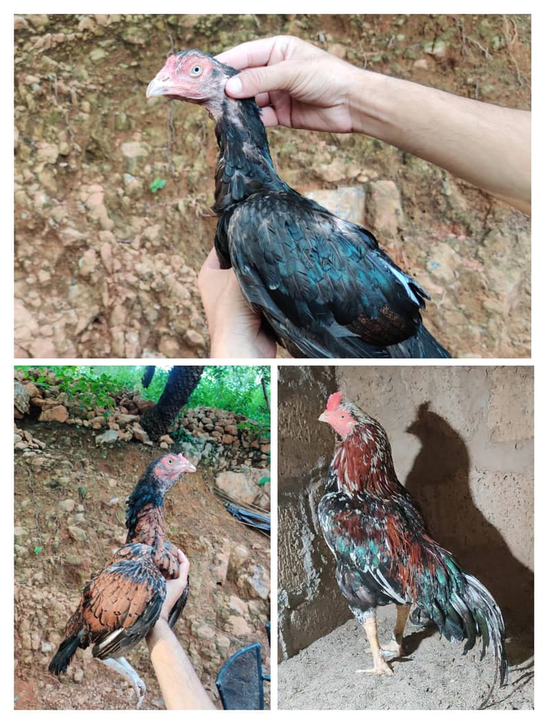 amroha or lassni heera or lakhy eggs or chicks available 0