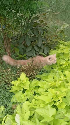 Persian cat | triple coated | Fluffy Female cat for sa