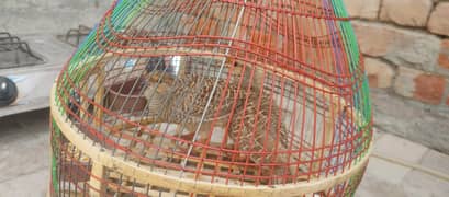 teetar pair for sale