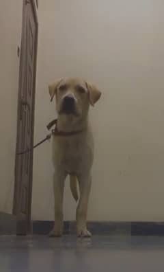 Labrador