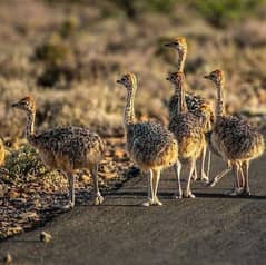 Ostrich Chick's Pair