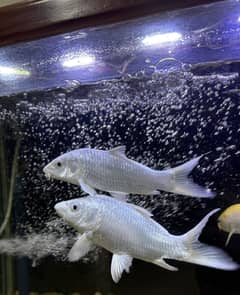 Diamond carp