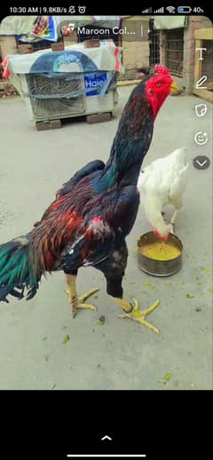 OO king Shamo trio set chicks available hai