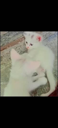 Cute Russion kitten