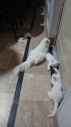 Persian Kittens for sale