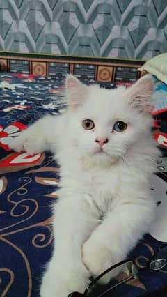 triple coat
