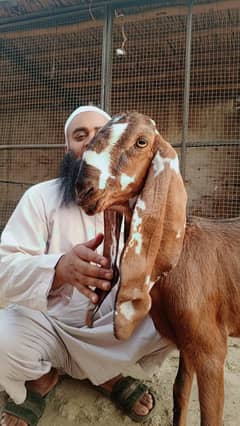 Nagri Female