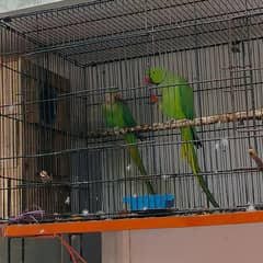 ringing pair/cage/ box 0317-1482760