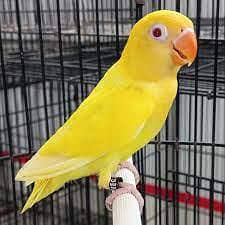 Cremino