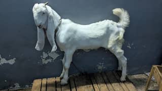 alhamdulillah home breed gulabi male