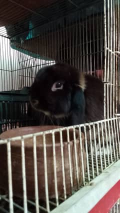 Holland lop breeder male for Sale Sale Sale