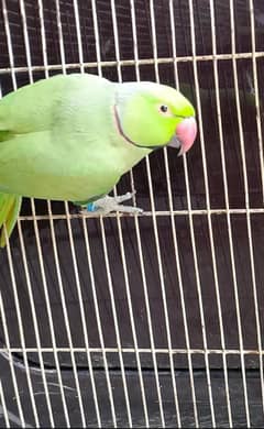 green ring neck katha parrot pair