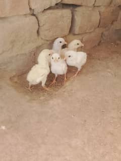 Heera