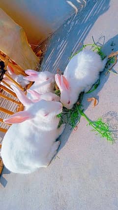 lRed eyes Rabbits pair