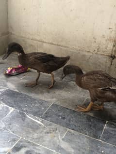 Khaki Campbell Ducks