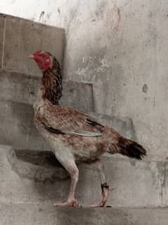 Murghi for sale