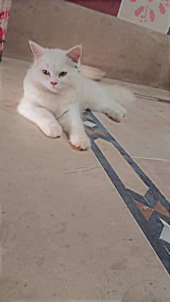 Persian cat for sell.