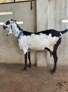 BREEDER/GOAT/BAKRI
