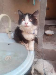 cat for sale