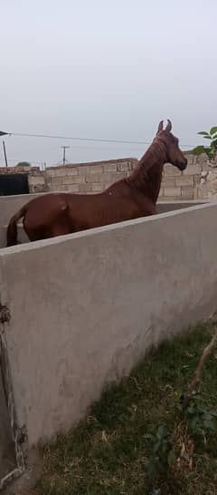 Kakka  horse