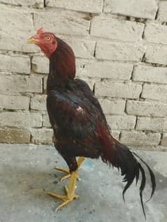 Aseel
