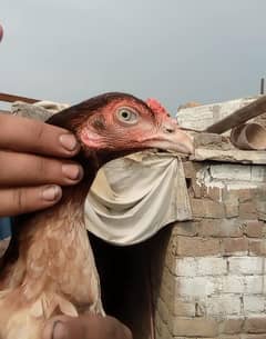 aseel murgi for sale