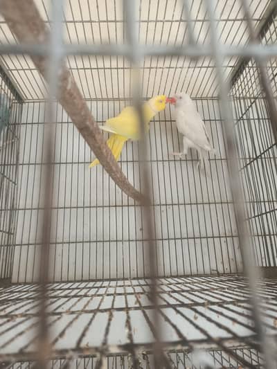 MashAllah yellow ringneck male or white ringneck female confirm pair