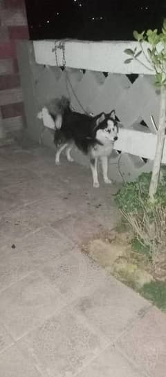 Husky Dog for sale age 6 months urgent sale