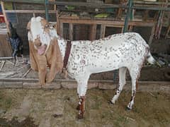 bakri