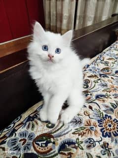 Persian Cat | Persian Kittens | Triple Coated Kittens For Sale
