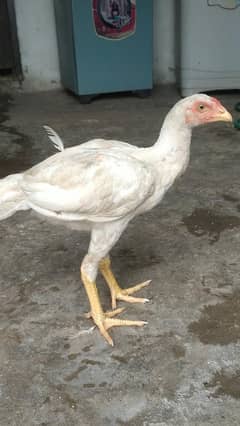 white aseel sale