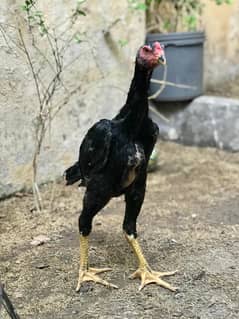 black Shamo | shamo patha |hight qualiy | اصیل | Aseel shamo For Sale