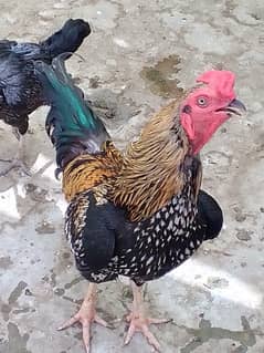 chikens
