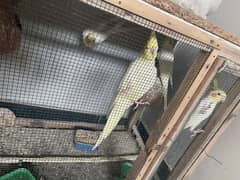 cocktael
