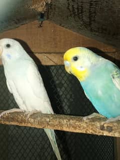 Australian parrot and cages
