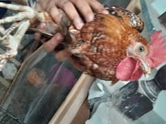 Margaret for sale desi gen age 5 month