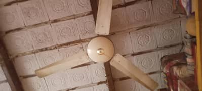 fan