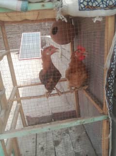 Two murge for sale