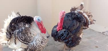 turkey pairs available