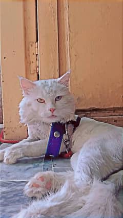 cat for sale