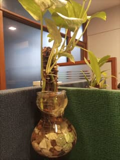 Handcraft Money plant