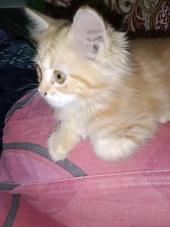 Ginger Kittens