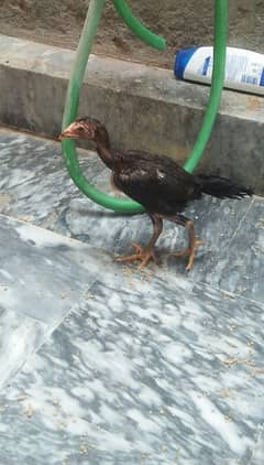 Aseel chicks