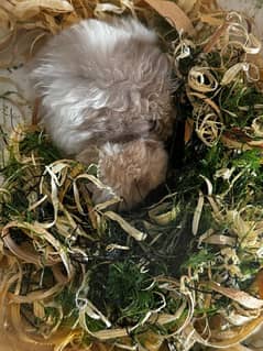Fluffy